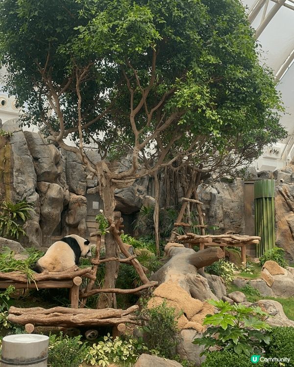 生日當天見證著兩隻熊貓德德同盈盈一家團聚，歡樂無價 #社群三...