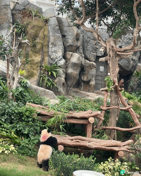 生日當天見證著兩隻熊貓德德同盈盈一家團聚，歡樂無價 #社群三...