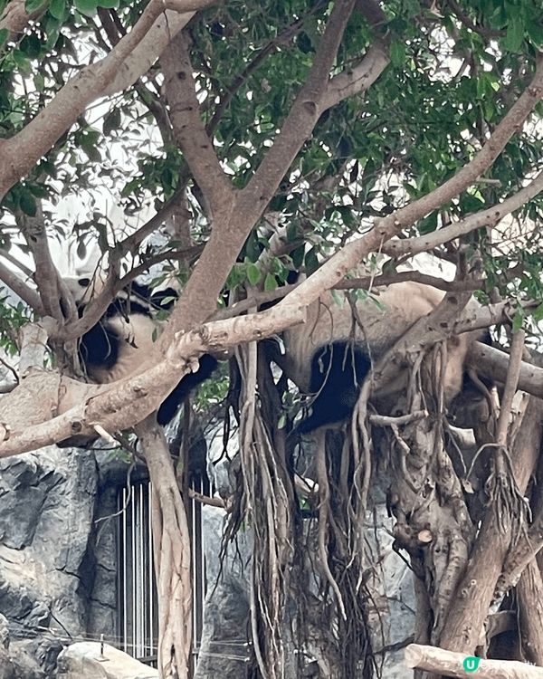 生日當天見證著兩隻熊貓德德同盈盈一家團聚，歡樂無價 #社群三...