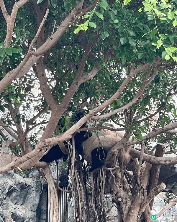 生日當天見證著兩隻熊貓德德同盈盈一家團聚，歡樂無價 #社群三...