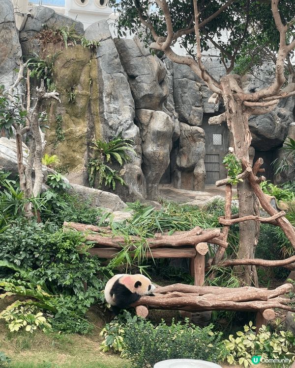 生日當天見證著兩隻熊貓德德同盈盈一家團聚，歡樂無價 #社群三...