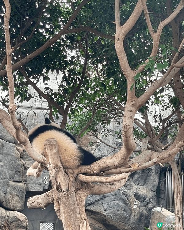 生日當天見證著兩隻熊貓德德同盈盈一家團聚，歡樂無價 #社群三...