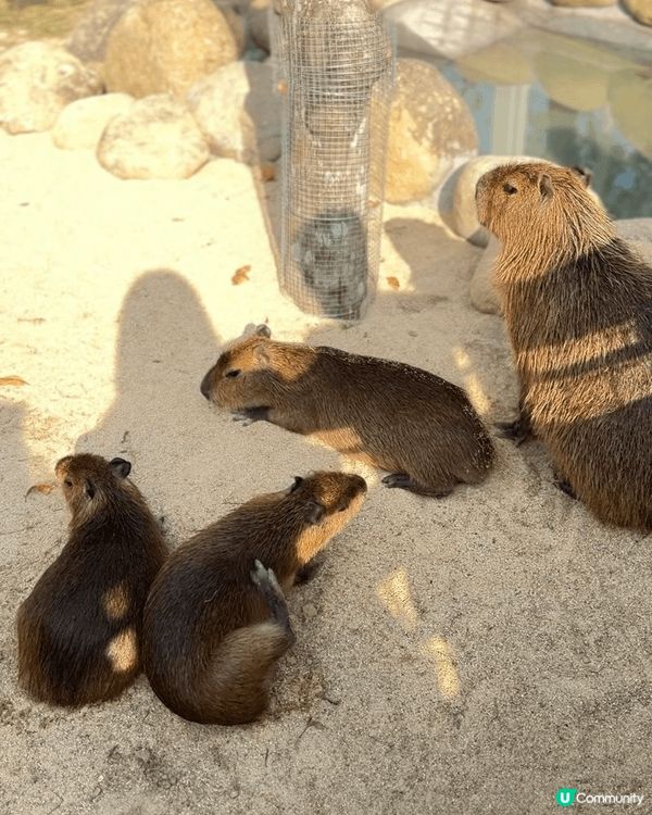 【佛山盈香心動樂園｜現實版飛車🚗+餵鹿🦌一日遊攻略】