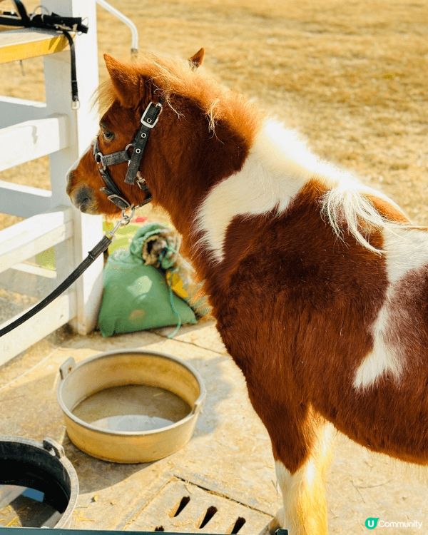 【佛山盈香心動樂園｜現實版飛車🚗+餵鹿🦌一日遊攻略】