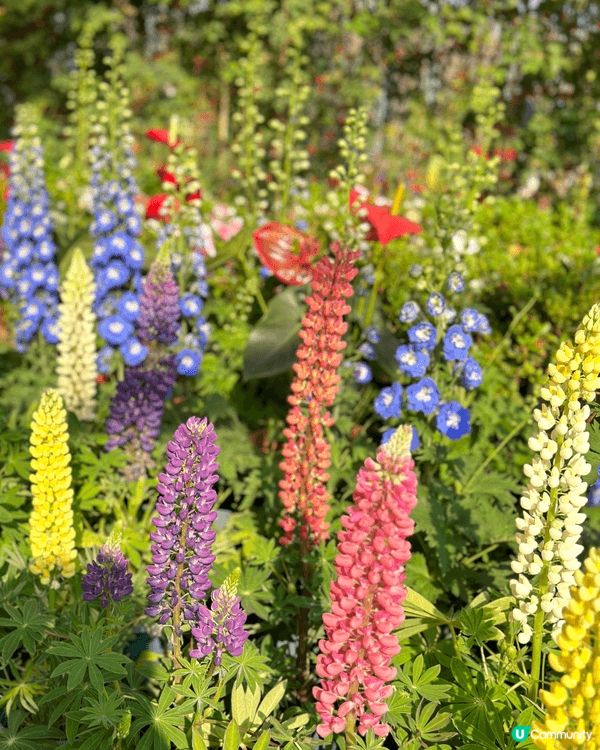 【佛山盈香心動樂園｜現實版飛車🚗+餵鹿🦌一日遊攻略】