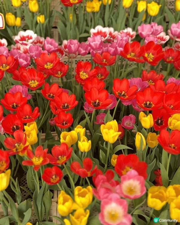 【佛山盈香心動樂園｜現實版飛車🚗+餵鹿🦌一日遊攻略】