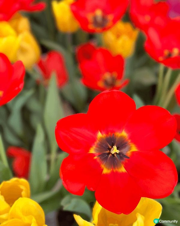 【佛山盈香心動樂園｜現實版飛車🚗+餵鹿🦌一日遊攻略】