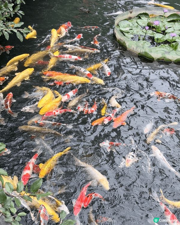 帶囡囡遊黃大仙！🤩🌳