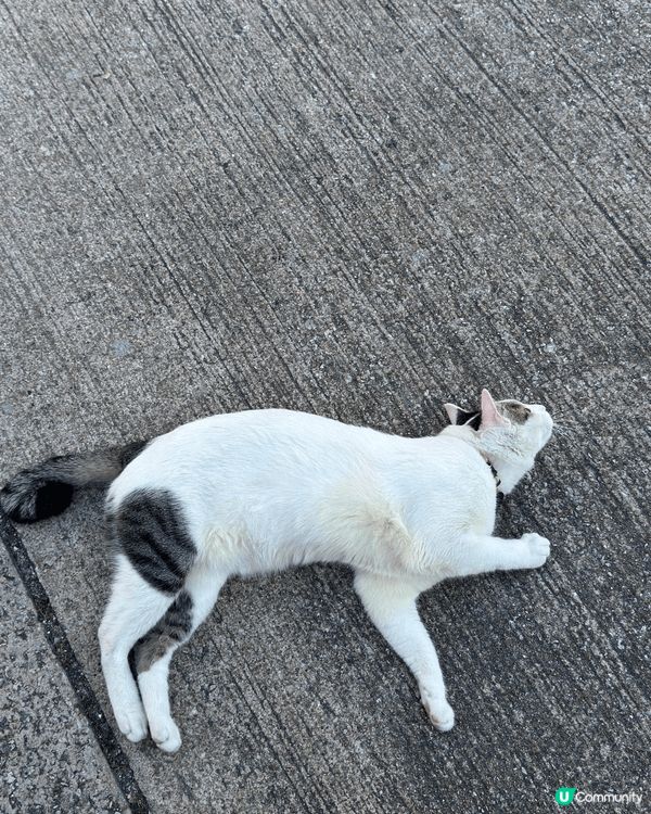 Weekend大尾篤一日遊😗去咗馬屎洲行山，再踩單車去BBQ...