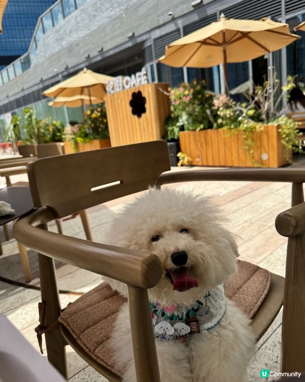 媽媽帶禾去食最近新開既🪻🌸🌼🌻花廚Cafe