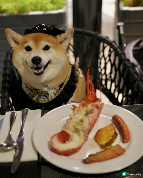 🍨帶毛孩食豐富自助餐🥩