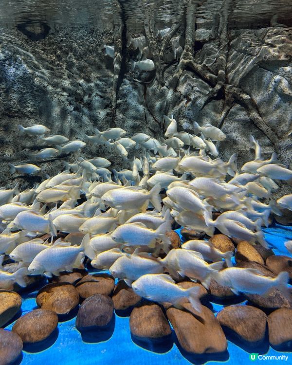 啱啱過去嘅週末，帶咗👧🏻👦🏻👶🏻去咗趟深圳觀瀾海洋世界。原本...