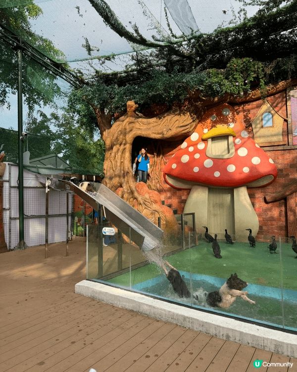 啱啱過去嘅週末，帶咗👧🏻👦🏻👶🏻去咗趟深圳觀瀾海洋世界。原本...