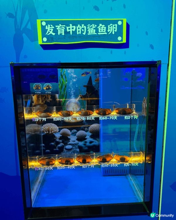 啱啱過去嘅週末，帶咗👧🏻👦🏻👶🏻去咗趟深圳觀瀾海洋世界。原本...