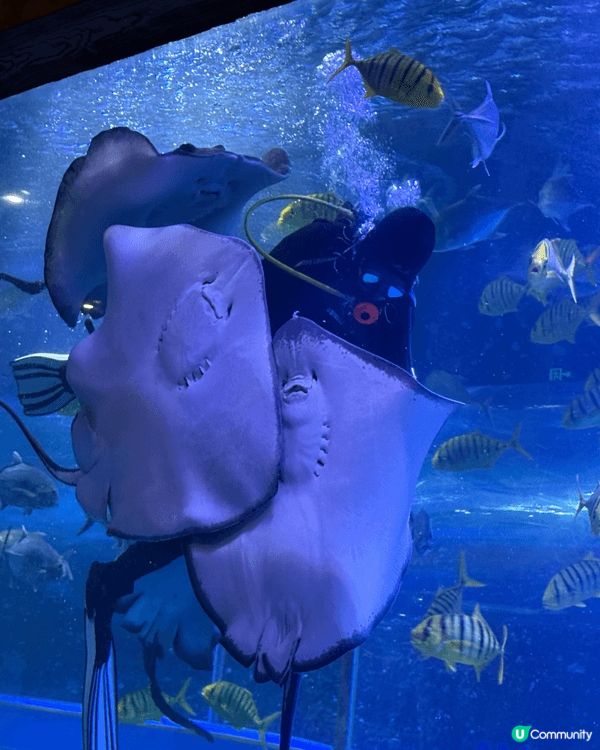 啱啱過去嘅週末，帶咗👧🏻👦🏻👶🏻去咗趟深圳觀瀾海洋世界。原本...