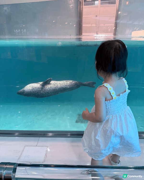 今次去日本水族館真係好正！海豚表演好精彩，佢哋跳躍、轉圈，仲...