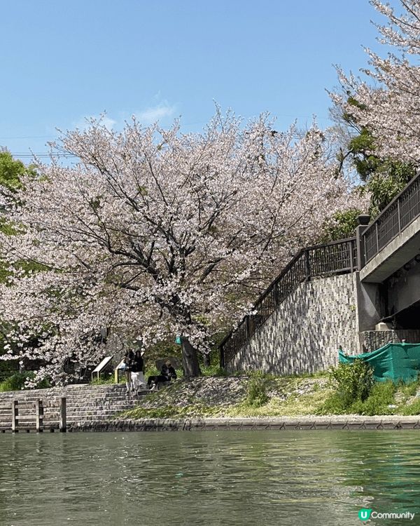 藍天映襯下滿開櫻花沿運河形成粉白隧道，鐵橋橫跨上方，岸邊遊人...