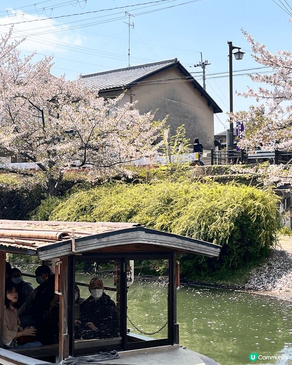 藍天映襯下滿開櫻花沿運河形成粉白隧道，鐵橋橫跨上方，岸邊遊人...