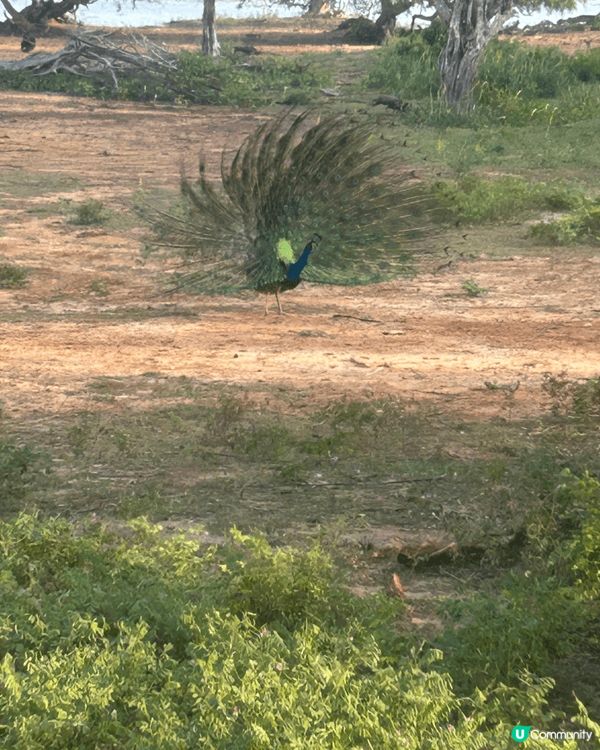 這次去斯里蘭卡旅行最大的收穫，就是拍攝到個公園的野生動物，在...
