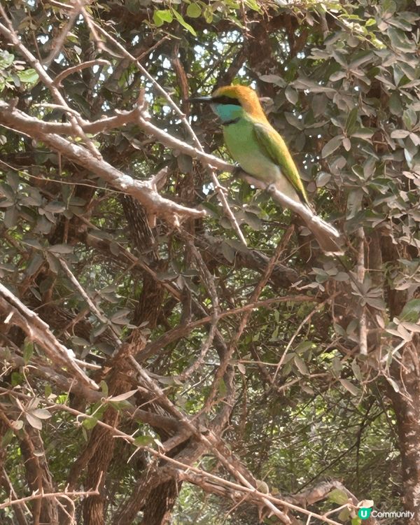 這次去斯里蘭卡旅行最大的收穫，就是拍攝到個公園的野生動物，在...