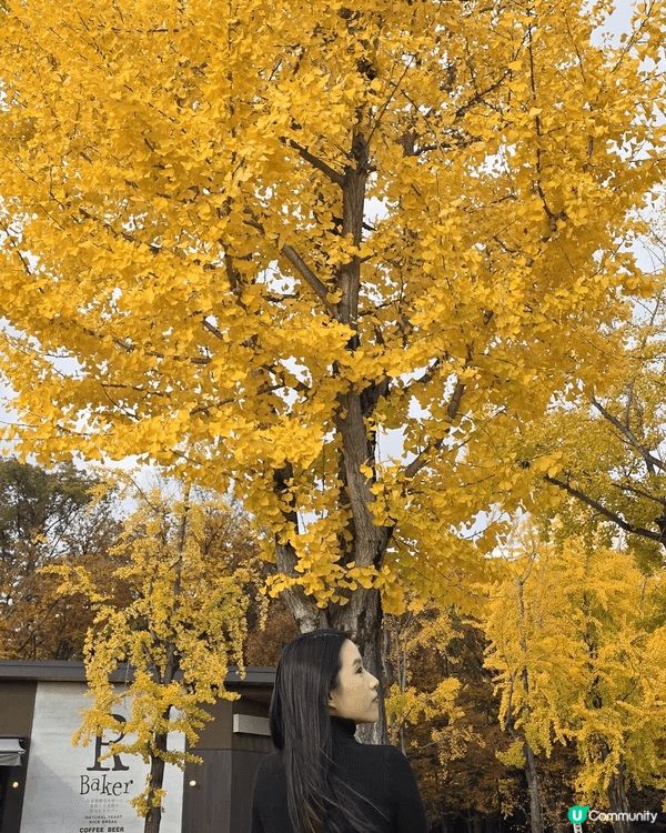 Day 5 — 大阪名古屋紅葉之旅