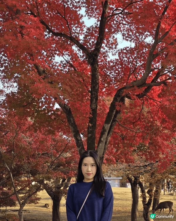 Day 5 — 大阪名古屋紅葉之旅