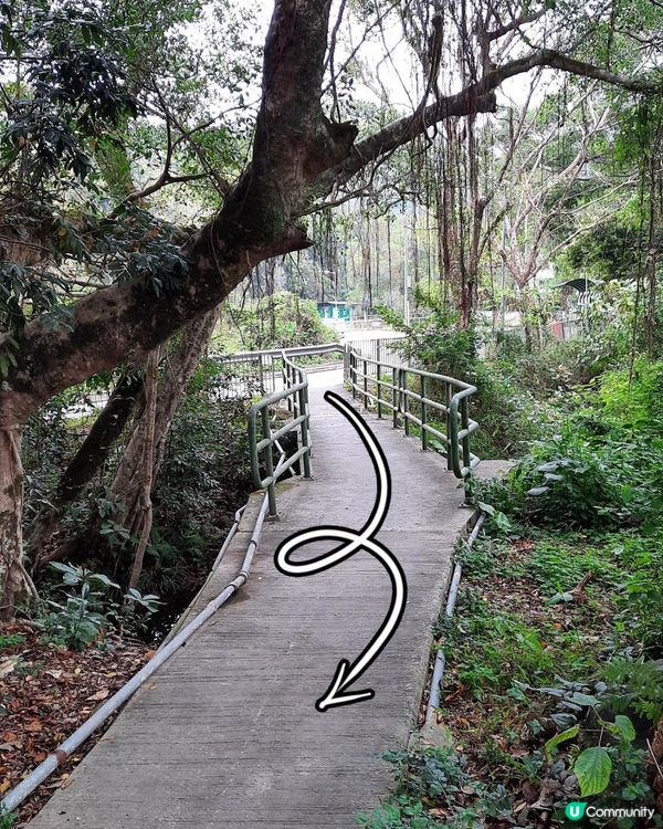 【烏蛟騰至鹿頸行山篇】樹屋、禾雀花、吊燈籠、竹林