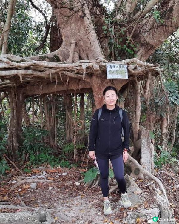 【烏蛟騰至鹿頸行山篇】樹屋、禾雀花、吊燈籠、竹林