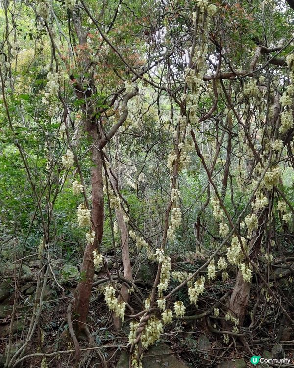 【烏蛟騰至鹿頸行山篇】樹屋、禾雀花、吊燈籠、竹林