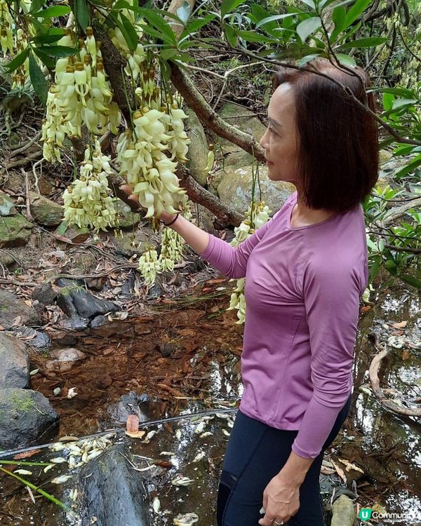 【烏蛟騰至鹿頸行山篇】樹屋、禾雀花、吊燈籠、竹林