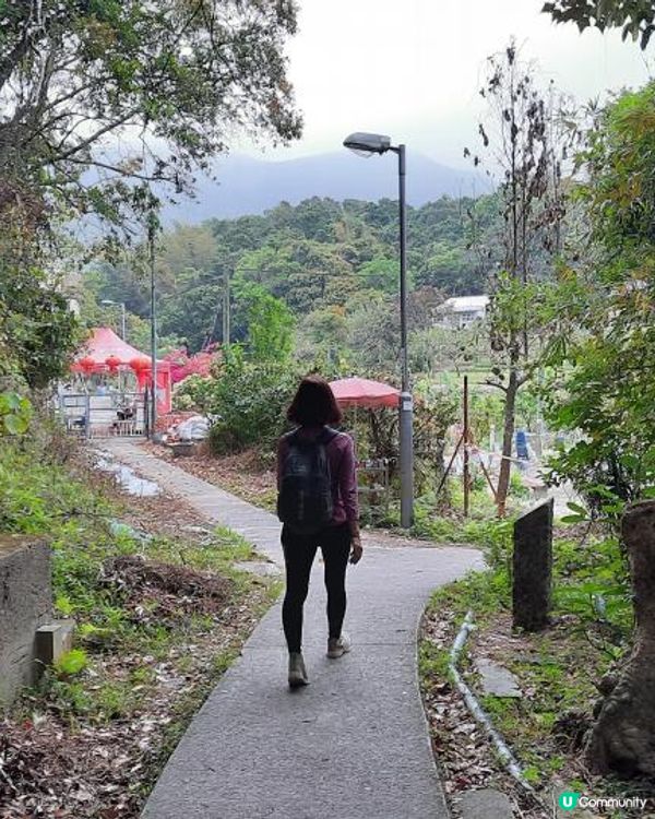 【烏蛟騰至鹿頸行山篇】樹屋、禾雀花、吊燈籠、竹林