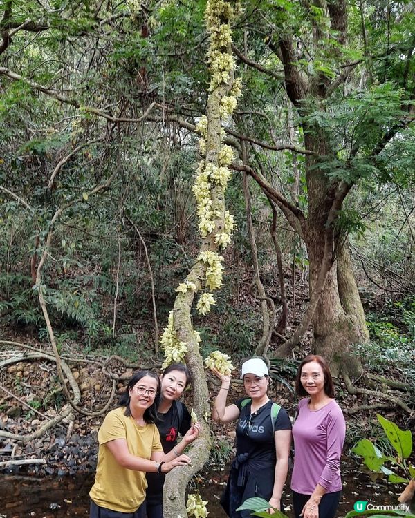 【烏蛟騰至鹿頸行山篇】樹屋、禾雀花、吊燈籠、竹林
