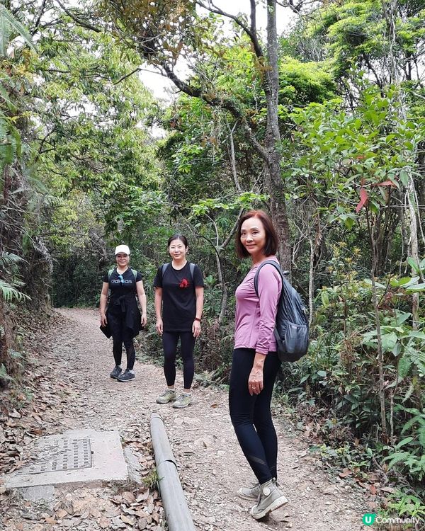 【烏蛟騰至鹿頸行山篇】樹屋、禾雀花、吊燈籠、竹林