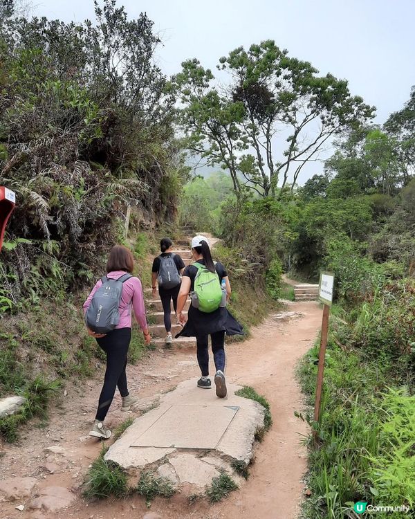 【烏蛟騰至鹿頸行山篇】樹屋、禾雀花、吊燈籠、竹林