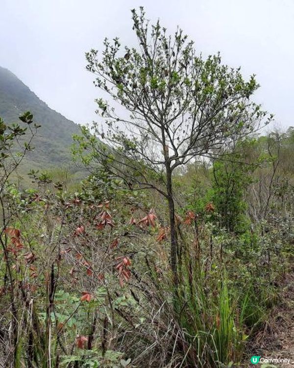 【烏蛟騰至鹿頸行山篇】樹屋、禾雀花、吊燈籠、竹林