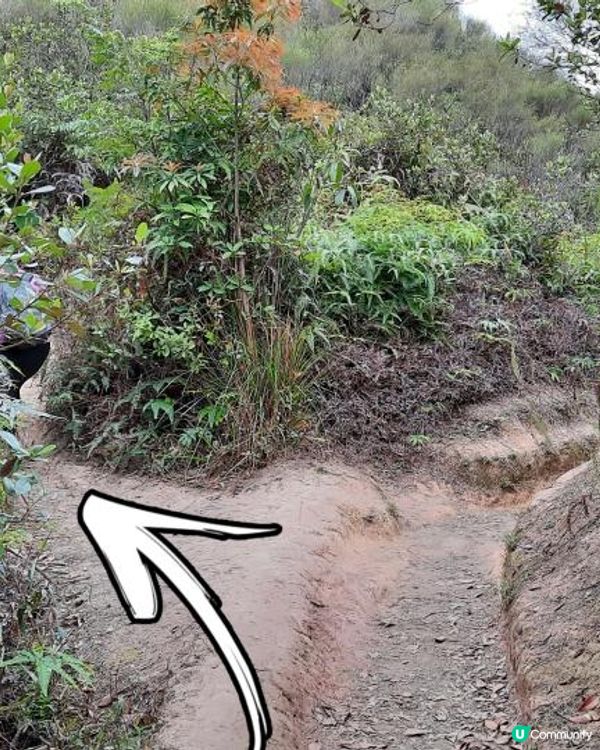 【烏蛟騰至鹿頸行山篇】樹屋、禾雀花、吊燈籠、竹林