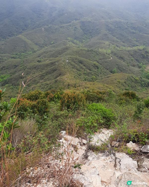 【烏蛟騰至鹿頸行山篇】樹屋、禾雀花、吊燈籠、竹林
