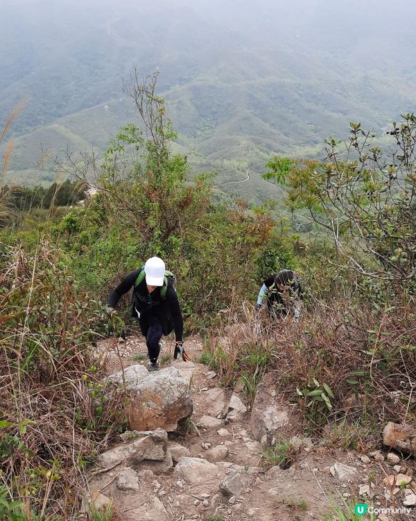 【烏蛟騰至鹿頸行山篇】樹屋、禾雀花、吊燈籠、竹林