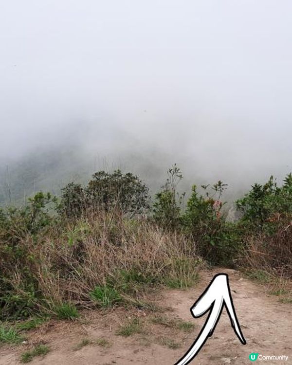 【烏蛟騰至鹿頸行山篇】樹屋、禾雀花、吊燈籠、竹林