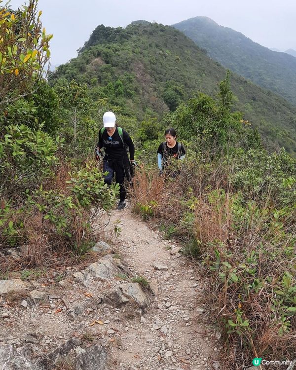 【烏蛟騰至鹿頸行山篇】樹屋、禾雀花、吊燈籠、竹林