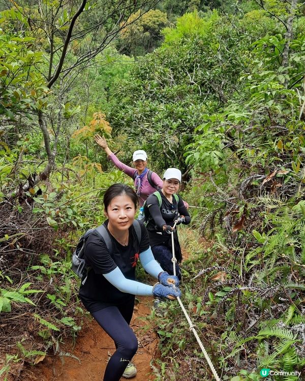 【烏蛟騰至鹿頸行山篇】樹屋、禾雀花、吊燈籠、竹林