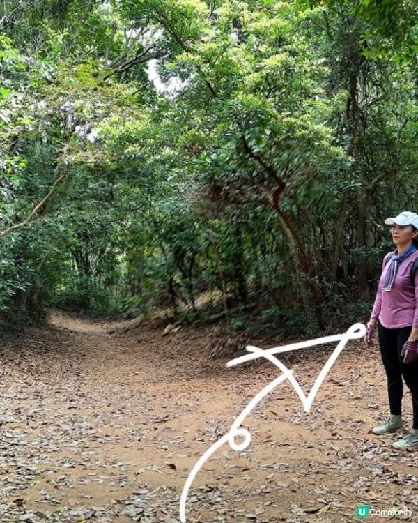 【烏蛟騰至鹿頸行山篇】樹屋、禾雀花、吊燈籠、竹林