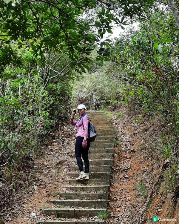 【烏蛟騰至鹿頸行山篇】樹屋、禾雀花、吊燈籠、竹林