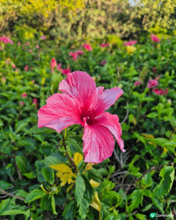 北上去深圳灣萬象城外，其實不坊去埋旁邊的人才公園，望望花草，...