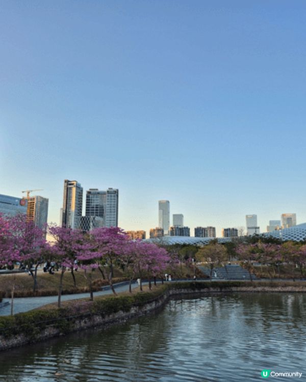 北上去深圳灣萬象城外，其實不坊去埋旁邊的人才公園，望望花草，...