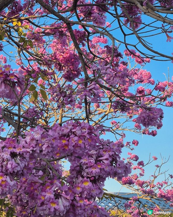 北上去深圳灣萬象城外，其實不坊去埋旁邊的人才公園，望望花草，...