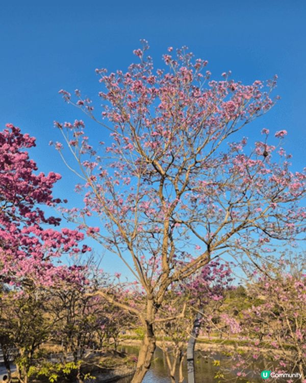北上去深圳灣萬象城外，其實不坊去埋旁邊的人才公園，望望花草，...