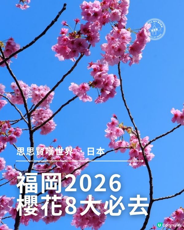 福岡櫻花8景！🌺滿開追粉！