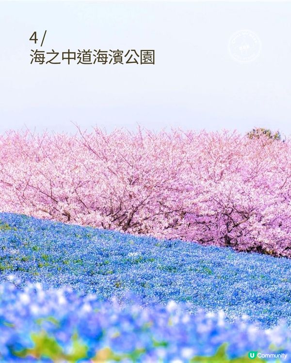 福岡櫻花8景！🌺滿開追粉！