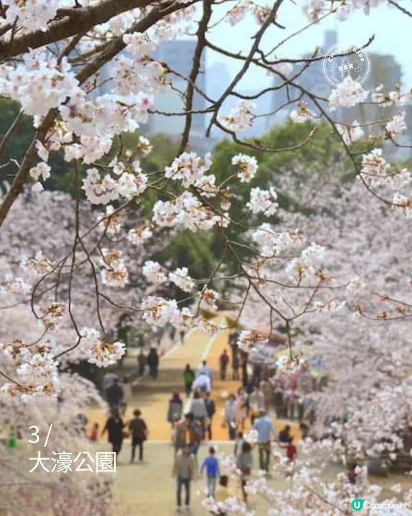 福岡櫻花8景！🌺滿開追粉！